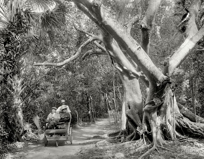 The Jungle Trail: 1910