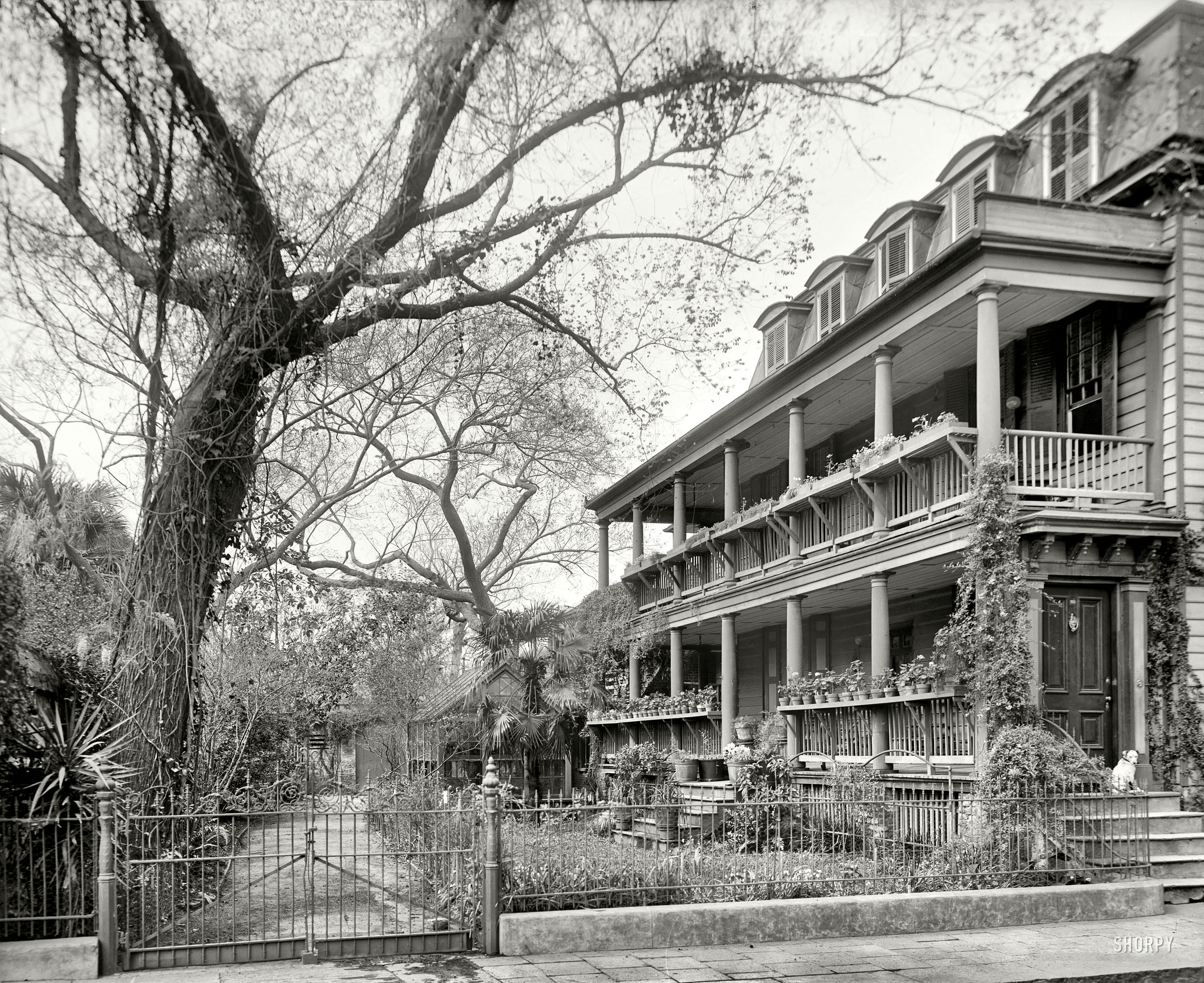Charleston, South Carolina, circa 1910. "35 Legare Street -- gallery and garden." And dog. 8x10 inch dry plate glass negative, Detroit Publishing Company. View full size.