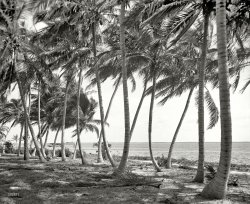 Miami, Florida, circa 1910. "Biscayne Bay through the cocoanut trees." 8x10 inch dry plate glass negative, Detroit Publishing Company. View full size.
Inspirational Makes me want to try and find my old ukulele and sing. "We used to gather in the moonlight on old Biscayne Bay." Well, actually it's Honolulu Bay in the song, but this bay will do nicely.
The Big WAll I could think of is the palm tree scene from "It's a Mad Mad Mad Mad World."
Behind the big tree on the leftAren't those the Marx Brothers?
AhhhhThis looks soooo peaceful.  I can almost feel the warm breeze. Where's the hunky pool boy with a Mai Tai for me?
DifferencesOther than the boats, is this view that much different than today?
[The island in the distance on the right -- that's Miami Beach or Key Biscayne. A hotel or two there now, I hear. - Dave]
Let&#039;s get our shovels and start diggingI can actually see the Big W!
(The Gallery, DPC, Florida, Miami)