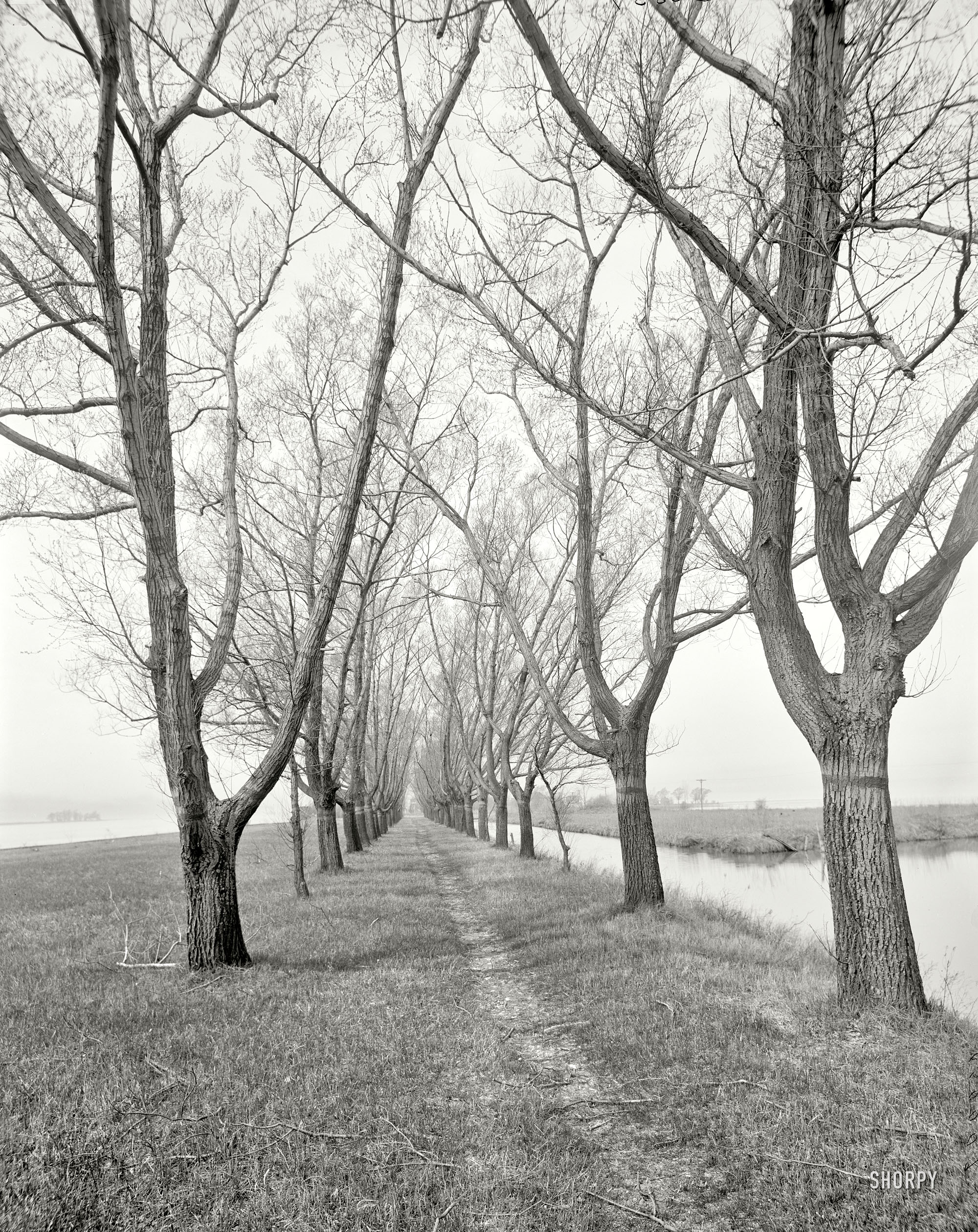 St. Clair Flats, Michigan, circa 1910. "Willow Avenue, Star Island." 8x10 inch dry plate glass negative, Detroit Publishing Company. View full size.