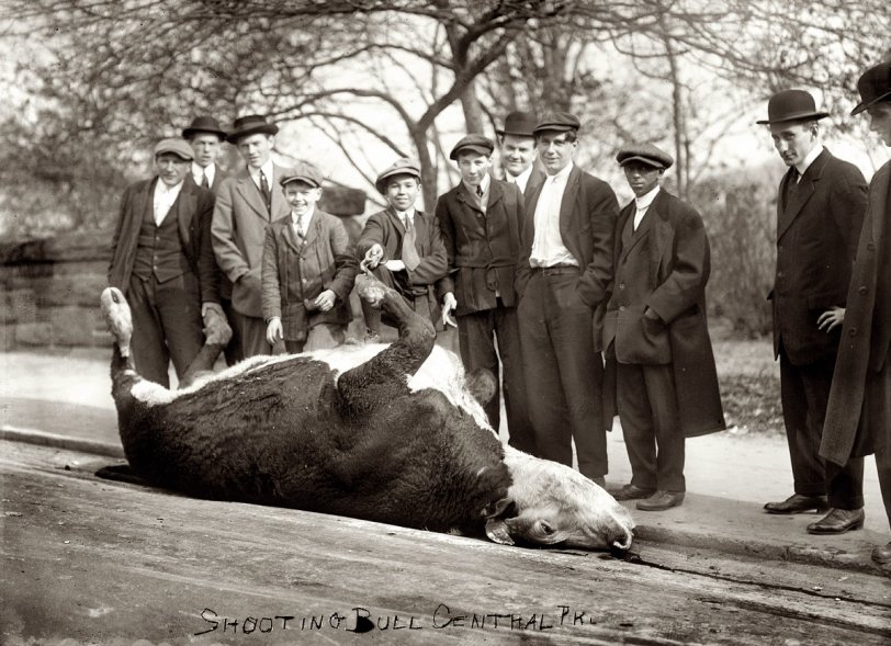 Shooting the Bull: 1913