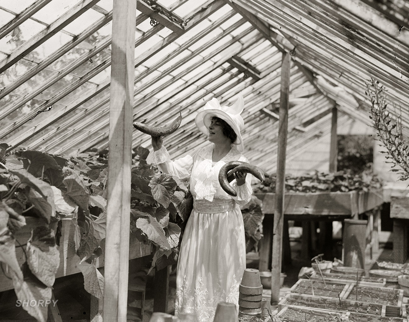 The New Zealand-born soprano Frances Alda, who seems to have been something of a horticulturist. 5x7 glass negative, G.G. Bain Collection. View full size.