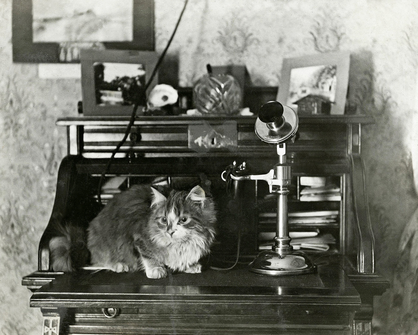 My great-great-grandmother's cat in 1913. View full size.