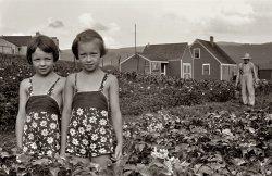 June 1939. Tygart Valley, West Virginia. Homesteaders' daughters in a potato field. View full size. 35mm nitrate negative by John Vachon for the Farm Security Administration. File this under "1970s album covers that never were."