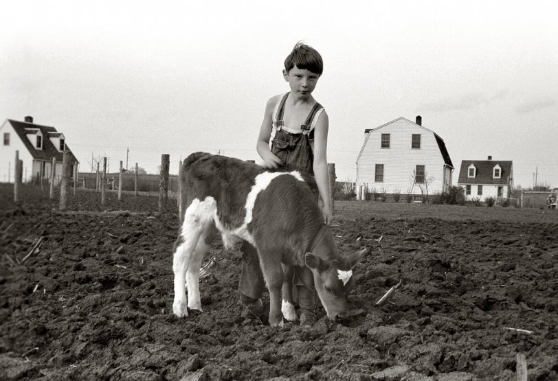 May 1940. "Young boy and calf at Granger Homesteads, Iowa. His father is a miner."  View full size. 35mm nitrate negative by John Vachon for the FSA. It's interesting to note that the dirt-eating calf seems to have a collar.