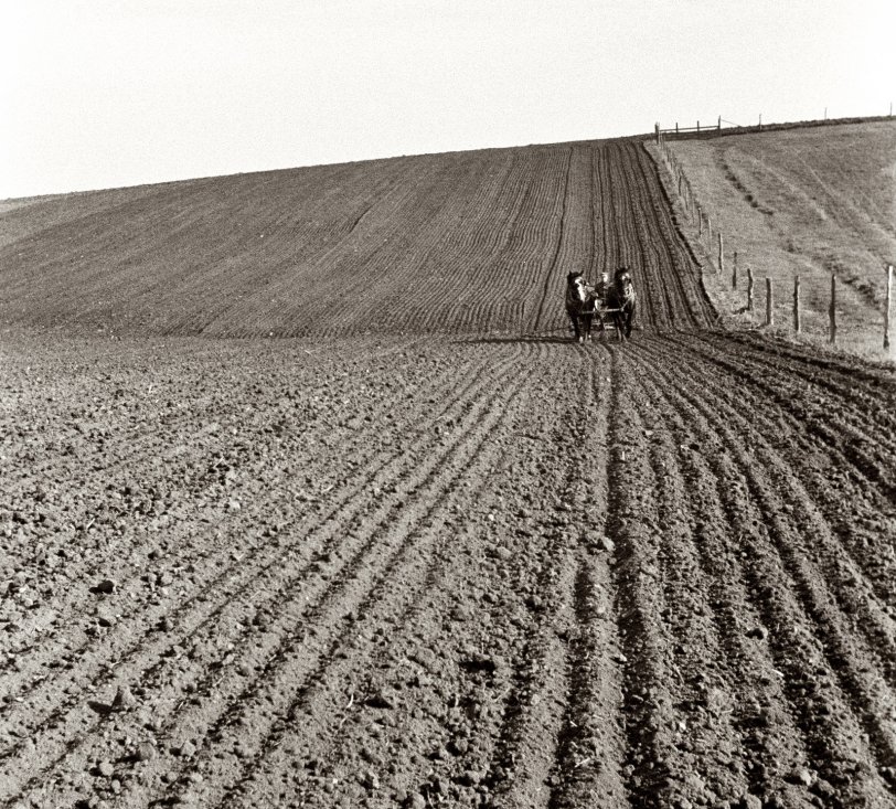 May 1940. Corn planting in Jasper County, Iowa. View full size. 35mm nitrate negative by John Vachon for the Farm Security Administration.