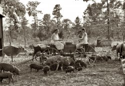 August 1935. Shelling peanuts in Wolf Creek, Georgia. View full size. 35mm nitrate negative by Arthur Rothstein for the Farm Security Administration.