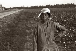 October 1935. Cotton picker in Pulaski County, Arkansas. View full size. 35mm nitrate negative by Ben Shahn for the Farm Security Administration.
