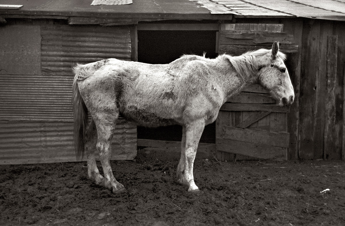 Shorpy Historic Picture Archive :: Ghost Horse: 1936 high-resolution photo