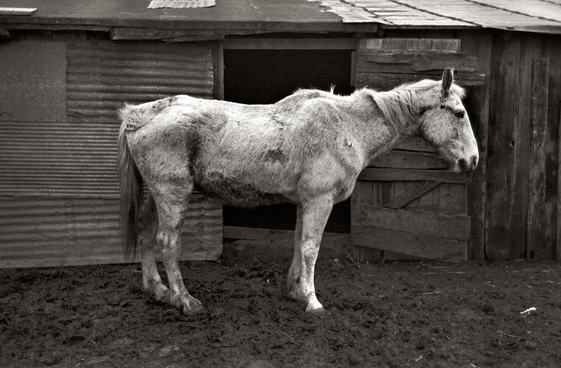 Photo of: Ghost Horse: 1936 -- December 1936. Farm horse in Woodbury County, Iowa. View full size. 35mm nitrate negative by Russell Lee for the Farm Security Administration.