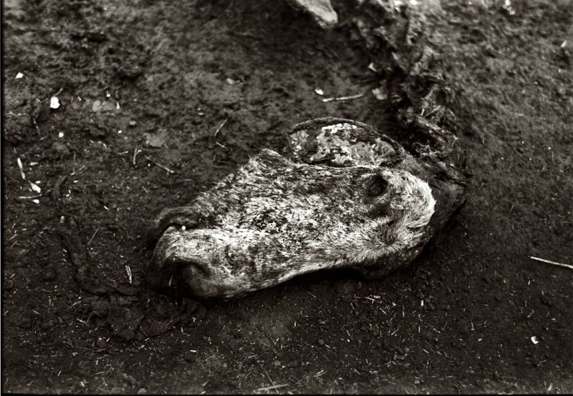 December 1936. Remains of horse that died of compaction [intestinal blockage] due to poor feed. William Butler's farm near Anthon, Iowa. View full size. 35mm nitrate negative by Russell Lee, Farm Security Administration.