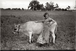 May 1938. "Farmer's wife with cow. Southeast Missouri." View full size. 35mm nitrate negative by Russell Lee for the Farm Security Administration.