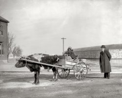 Circa 1900. Somewhere in the Eastern U.S. "Aunt Charlotte." 8x10 inch dry plate glass negative, Detroit Publishing Company. View full size.