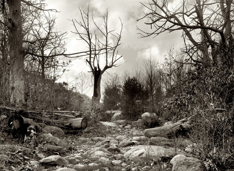 October 1935. "Road to Nicholson Hollow. Shenandoah National Park, Virginia." View full size. Medium format nitrate negative by Arthur Rothstein for the FSA.
