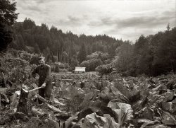 June 1936. Skunk cabbage, ferns and alders keep this farmer in the north Oregon hills hard at work as he attempts to clear an abandoned homestead. Medium format nitrate negative by Arthur Rothstein for the FSA. View full size.

