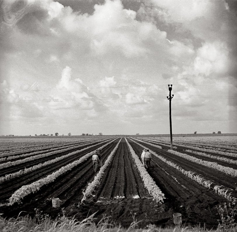 January 1937. "Planting beans near Belle Glade, Florida." View full size. 4x5 nitrate negative by Arthur Rothstein for the Farm Security Administration.
