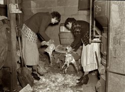 December 1936. "Wife of owner-operator and wife of hired hand cleaning chickens in cellar preparatory to canning them. Chickens at this time of year are bringing six cents per pound. These are for roasting. Harry Madsen farm, near Dickens, Iowa. 360 acres, owner operated." Medium format nitrate negative by Russell Lee for the Farm Security Administration. View full size.