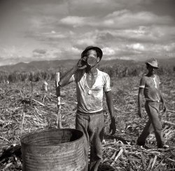 January 1938. Agricultural workers on a sugar plantation near Ponce, Puerto Rico. 2.25 inch nitrate negative by Edwin Rosskam. View full size.