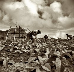 Puerto Rico, January 1938. "Workers in a tobacco field. The straw shed in the background is a hurricane shelter." View full size. Medium-format safety negative by Edwin Rosskam for the Farm Security Administration.
