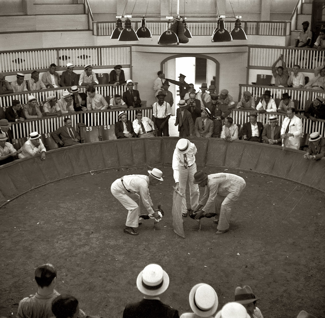 Puerto Rico, December 1937. "The beginning of the cockfight. When the man in the center raises the cloth, the birds will see each other and begin to fight." Medium format nitrate negative by Edwin Rosskam for the FSA. View full size.