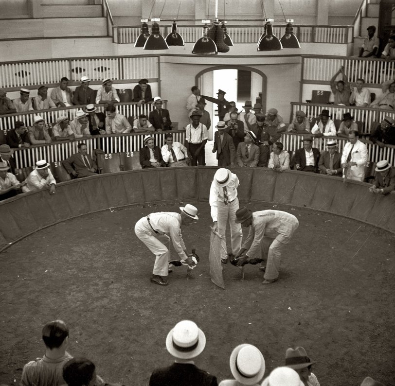 Puerto Rico, December 1937. "The beginning of the cockfight. When the man in the center raises the cloth, the birds will see each other and begin to fight." Medium format nitrate negative by Edwin Rosskam for the FSA. View full size.
