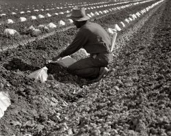 Imperial Valley, California, March 1937. "One of a Mexican field gang of migratory laborers thinning and weeding cantaloupe plants. The young plants are capped with waxed paper spread over a wire wicket to protect against cold and accelerate growth. The laborers' wages are 30 cents an hour." View full size.  Medium-format nitrate negative by Dorothea Lange for the FSA.