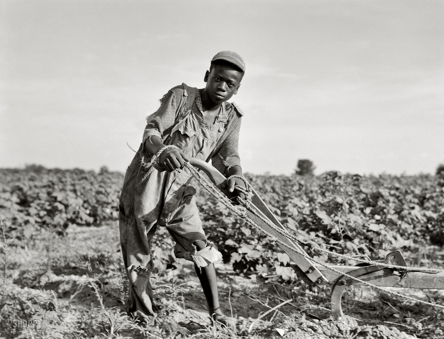 July 1937. "Thirteen-year old sharecropper boy near Americus, Georgia." Medium-format nitrate negative by Dorothea Lange. View full size.  