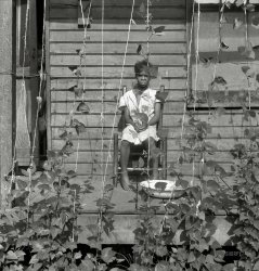 June 1938. "Butter bean vines across the porch. Negro quarter in Memphis, Tennessee." Nitrate negative by Dorothea Lange for the FSA. View full size.