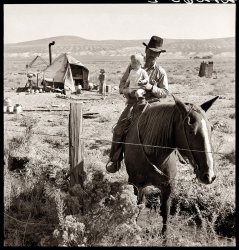 October 1939. "The Fairbanks family has moved to three different places on the project in one year." Willow Creek area, Malheur County, Oregon. Photograph by Dorothea Lange for the Farm Security Administration. View full size.
HorseWhat's going on with the horse's head? It looks like it has a crater by its ear. Yikes! 
Re: Horse>> What's going on with the horse's head? It looks like it has a crater by its ear. Yikes!
It's called the temporal fossa. Fossa being Latin for "cavity" or "pit." A hollow that goes up and down when the horse is chewing.
Hat.Looks like the top of Mr. Fairbanks' hat has a fossa of its own...
Oregon, finally!I've been looking for pictures from Oregon.  Thank you, Dorothy Lange, and thank you Shorpy.
(The Gallery, Dorothea Lange, Great Depression, Horses, Rural America)