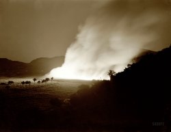 January 1942. Guanica, Puerto Rico. "Burning a sugar cane field. This process destroys the leaves and makes the cane easier to harvest." Medium-format safety negative by Jack Delano for the Office of War Information. View full size.