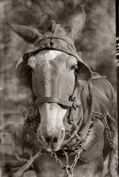 "Mule in Hale County, Alabama, 1935." Photo by Walker Evans. View full size.