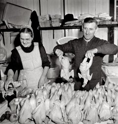 November 1942. Lititz, Pennsylvania. "Mennonite farmer and wife at the farmer's market." These folks look like they'd be only too happy to bend your ear about their birds. Photo by Marjory Collins, Office of War Information. View full size.
Lots of Mennonite flavors.Mennonites come in lots of different flavors.
"Old Mennonites" appear in dress and lifestyle about like the Amish.  "New (moderate) Mennonites" aren't much different in either than a regular ol' Protestant is.
This Mennonite couple appears to be rooted somewhere between the Mennonite extremes.  Or perhaps they're a (gasp) mixed marriage?
One of the funniest things I've ever seen was what appeared to be an Old Order Mennonite in his simple, conservative dress polishing the chrome on his Peterbilt semi at a truck stop in Colorado.  Geez, talk about a clash of cultures.
Obviously chillyThose birds have goosebumps.
Not AmishHow to tell an Amish from a Mennonite? He's got buttons! Oddly, though, I can't say that I've ever seen an Amish or Mennonite person wearing a sweater.
There is a large Mennonite and Amish population in my hometown, and it's always interesting to see where they give in modern conveniences. A few weeks ago, I saw a couple walking through WalMart. Among the things in their basket was a hose (can't make that at home, I suppose). One of the first people my friend sold a box of condoms to when she worked in a grocery store in high school was an (apparently liberal!) Amish man. And when I worked in retail, the women would often come in to purchase luggage and undergarments - I still remember selling a VERY flashy pink, sparkly, embroidered bra to one young Amish lady!
I wonder how this couple would feel about all that!
No Wings HereWhat a lovely looking couple. Love the Lennon specs!
Lost ArtHow to pluck, singe, and dress a fresh chicken.
I wonder what she has in those jars ?
Cheap chickensI note the prices on those chickens... $1.58, $1.58, $1.98.
Can't get a leg for that little, now.
[Whole rotisserie chickens are $4 at my local grocery. (And they're quite delicious.) When you take inflation into account, a whole chicken now is much cheaper than any of these Mennonite chickens. - Dave]
Yard BirdsBetween the Colonel and Hooters the only thing left over now days is the beak and the feet.
She understands that more than one mennonite is being greedy. 
ScrawnyWow, those are some anemic-looking chickens.  
Sixty years of genetic selection and chemistry has given us much bigger birds.  I'd like to do a taste-comparison with one of these.
Size MattersNotice their size as compared to the hormone-fueled behemoths you find in grocery stores today.  
["Hormones" aren't used to grow poultry, at least not in the United States. - Dave]
Lititz Farmers MarketMy guess would be that this photo was taken at some version of the Farmers Market. Currently it is held every Saturday morning from May until October. Would not surprise me if descendants of these folks are still selling fresh chickens on Saturday mornings.
Fark this!C'mon, Dave, ya gotta Fark this one!
[News Flash: I have no influence over whether something gets Farked. That's up to the Fark people. - Dave]
Not what you&#039;d expectWe have a lot of Mennonite families locally. The area supermarkets' paperback sections stock Mennonite romance novels, complete with cover art of young, neatly capped, dewy-eyed heroines.
Now, that's a sub-genre!
Mennonite RomanceAmish and Mennonite romance novels are actually a huge literary subgenre. They generally fall under "inspirational romance," and lots of people read them, actually. (I work for a publisher.) They certainly are ... interesting.
Last week at my library's annual used book sale the Amish/Mennonites were racking up on books! Among those that the man in front of us got was a very large "Uncle John's Bathroom Reader." A girl had a bio of Pope John Paul.
Jam sealed with paraffin I would bet that those jars are filled with some kind of lovely jam or jelly, sealed with paraffin. I'd have loved to help her put up the jam, but I'm glad I didn't have to assist in the killing, plucking and cleaning of all those chickens!
(The Gallery, Marjory Collins, Stores & Markets)