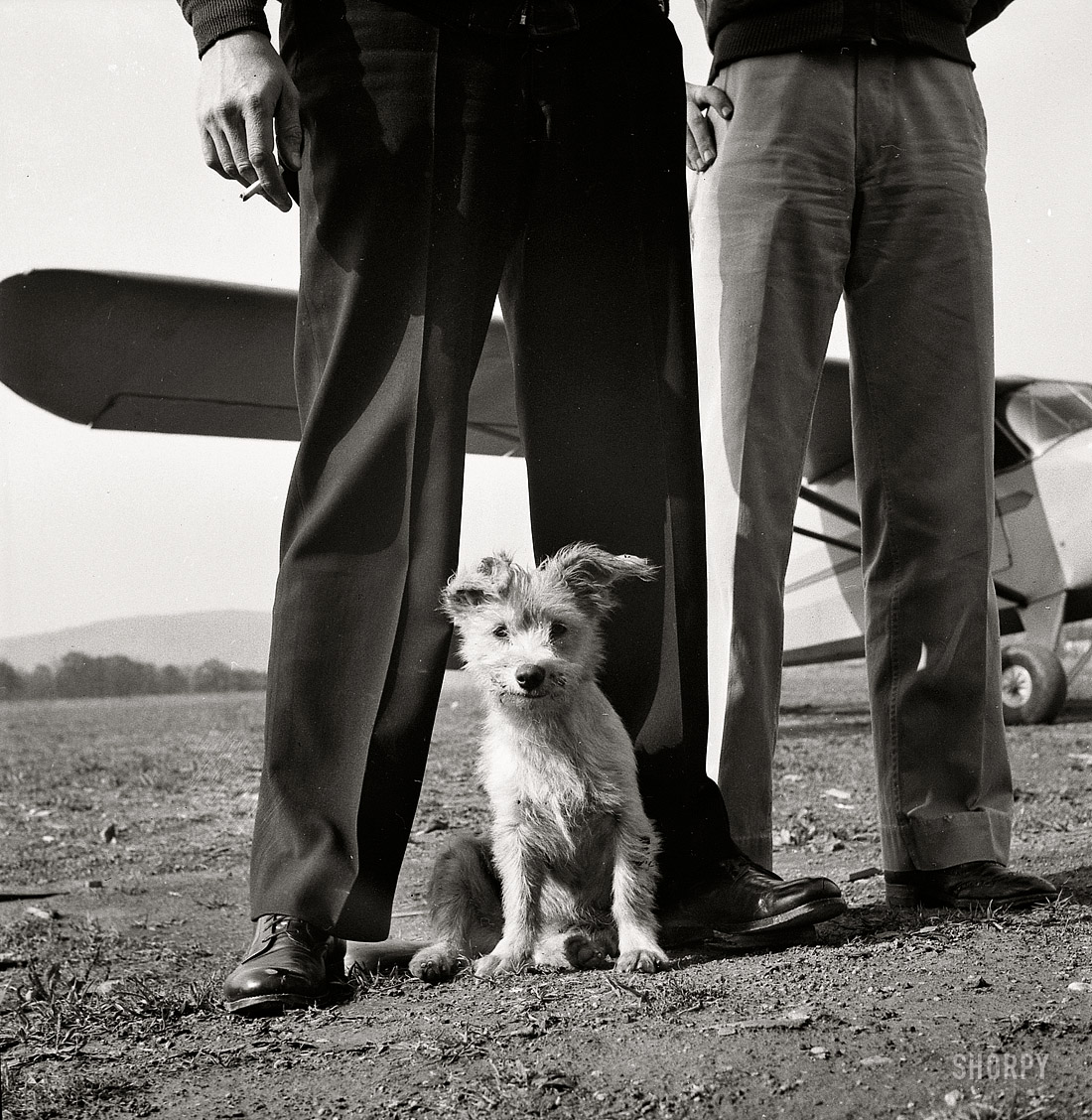 October 1943. Frederick, Maryland. "Greaseball, a mascot at the Stevens Airport." Photo by Esther Bubley, Office of War Information. View full size.