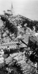 Bananas on the dock, Pacific side of South America, 1940. View full size.
(ShorpyBlog, Member Gallery)