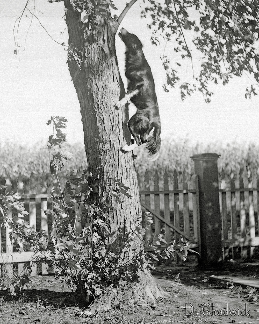 It looks like there may be a squirrel in the crook of the first branch at the end of Bob's nose but it's hard to be sure. All I know about this is that "Bob" was written on the original  sleeve and that it came from an antique dealer in Minnesota.  Scanned from the original 5x4 inch glass negative. View full size.
