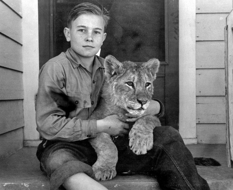 My grandfather had a crony with a menagerie at his house in a small town in Oklahoma. Pictured is my father (also seen here) relaxing with one of the lion cubs. I am sure that it was not too long before this cub was not able to handled in this way. I love the very intent look on the cub's face. View full size.
