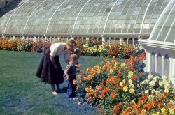 This is my mother, brother, and me at the aptly named Conservatory of Flowers, located in Golden Gate Park in San Francisco. The Conservatory is still there, largely unchanged from 55+ years ago. View full size.
(ShorpyBlog, Member Gallery)