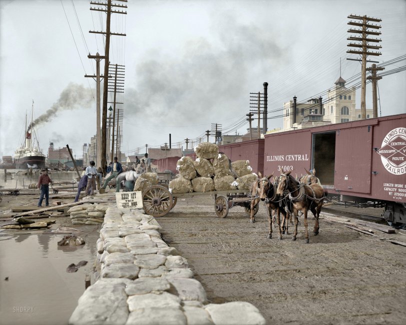 Colorized from Shorpy. New Orleans, circa 1903. "Mule teams and the levee (and the flotsam)." View full size.
