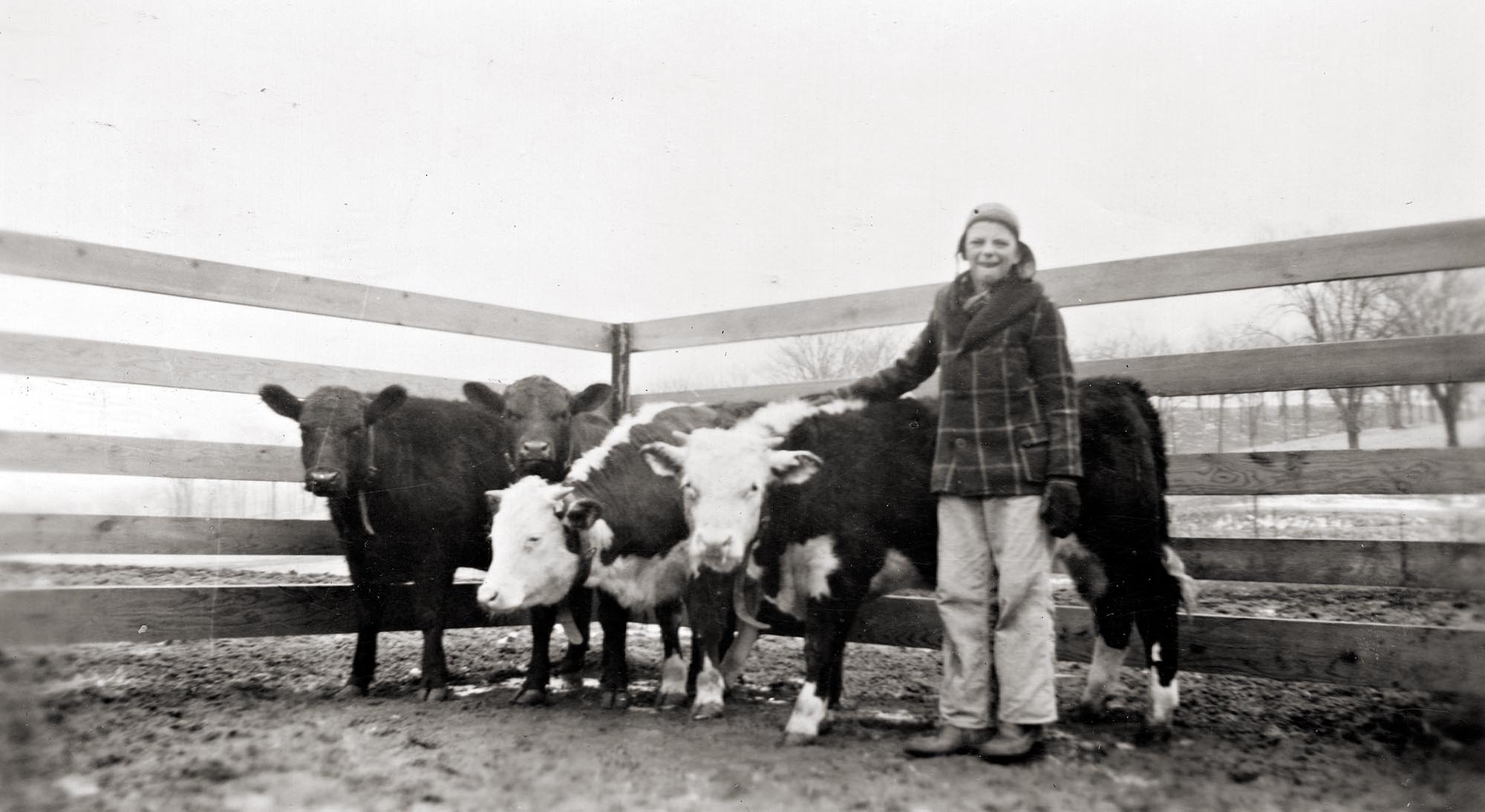 Willard J. Haak Jr. with his pet cows, 1942. The photo was taken at the Willard S. Haak Cattle and Dairy Farms in Marion, Iowa. Haak Jr. (1928 - 2017) was a Peoria resident and later employed as an engineer for Caterpillar, Inc. in research and development for 37 years, retiring in 1993.