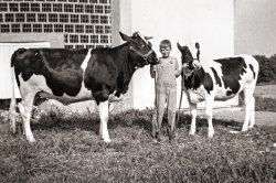 Willard J. Haak Jr. with his favorite pet cows, circa 1940. The photo was taken at the Willard S. Haak Cattle and Dairy Farms in Marion, Iowa. Haak Jr. (1928 - 2017) was a Peoria resident and later employed as an engineer for Caterpillar, Inc. in research and development for 37 years, retiring in 1993.