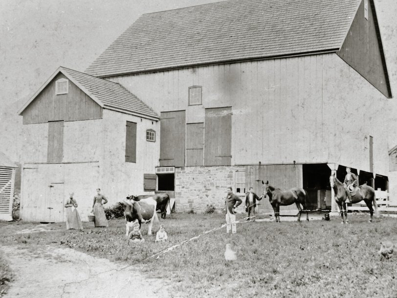 This is another photo taken on my great-grandfather Aaron L. Gehman's farm. This is taken on another part of the property in front of the barn. It appears this was taken the same day as the previous photo I posted, date possibly around 1897. To my eye, the horses and cows (and "ghost" chickens) seem to be on display with some pride. For what purpose were these photos intended? For the family to display in their home? Perhaps to send to far off relatives? We'll never know. Perhaps someday my own great-grandchildren will look at similar photos of me and ponder the past. View full size.
