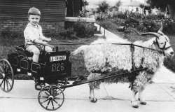 My uncle (Robert Smith) poses in a small wagon harnessed to a goat during 1926 in La Crosse, Wisconsin. An unknown traveling photographer armed with the wagon and goat must have gone from door-to-door charging a fee to take such pictures because local photo archives contain similar pictures showing different children posing with the very same wagon and goat during the 1924-1926 time period.