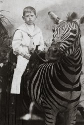 My grandfather posing on a stuffed Zebra. This photo was most likely taken at Coney Island. View full size.
(ShorpyBlog, Member Gallery)