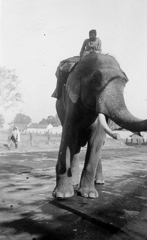 Taken in India in 1939.  A royal elephant and his keeper. View full size.

