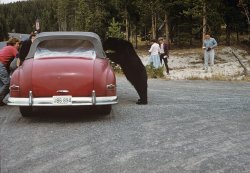 Kodachrome slide taken by my grandfather in 1958 during a visit to Yellowstone National Park. View full size.
Armed for BearThe group in a huddle on the driver's side of the vehicle seem extremely concerned, while there are at least 2 people blithely taking photographs. When they got back to Jefferson County, KY, the owners of the car probably talked about their encounter with the bear for many years, if they survived.
(ShorpyBlog, Member Gallery)
