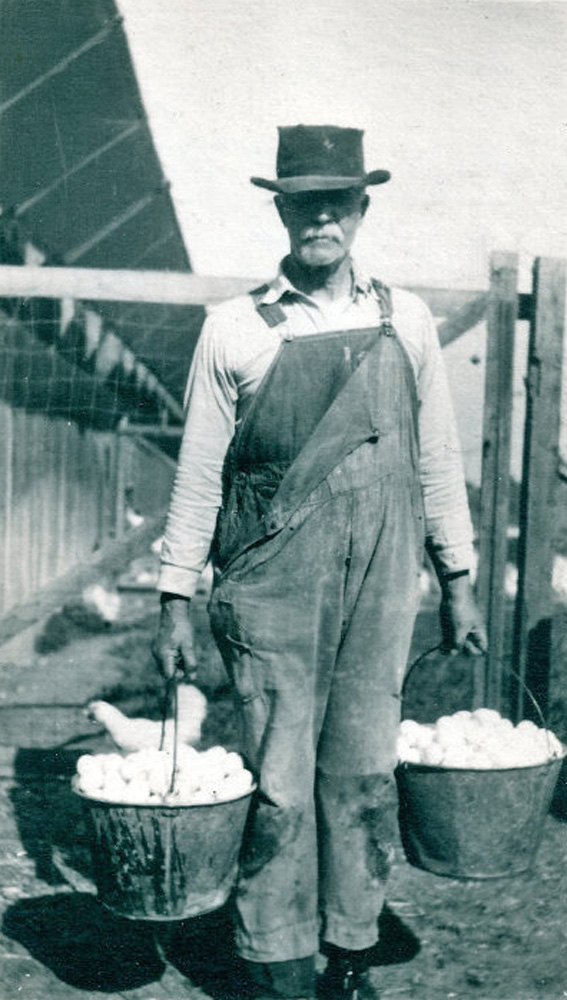 My great-uncle John Jay Mayne (1848 Ireland - 1929 Iowa) on his daughter's chicken farm in Arcadia, California circa 1918.  He went there every winter following his wife's death.
