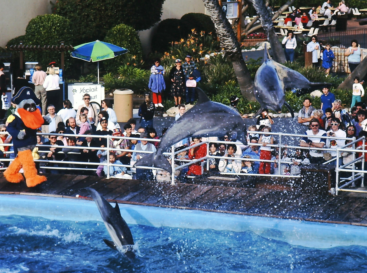 Marineland of the Pacific is considered the first American theme park, and predated Disneyland by one year. Lacking freeway access and thrilling rides, the park struggled with attendance in its last years and closed in February of 1987. This photo was taken just a month before the close. As you can see from the delighted faces in the audience, the park still knew how to put on show, or should I say the animals? View full size.