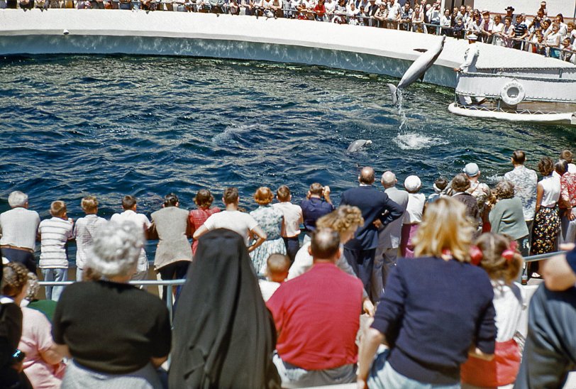 This photo was taken by my dad in April, 1955 at Marineland of the Pacific on the Palos Verdes Peninsula in California. View full size.
