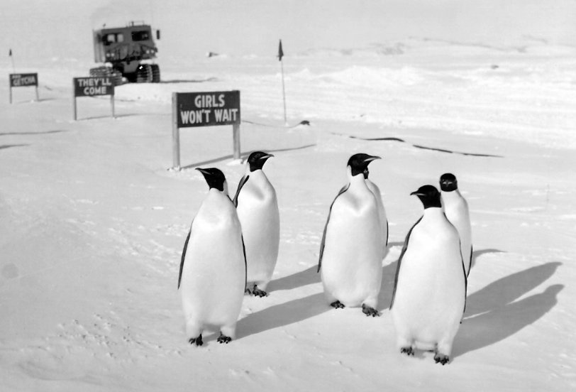 Some of the locals in Antarctica photographed in 1963 by my father-in-law, the late Joe Edge. View full size.
