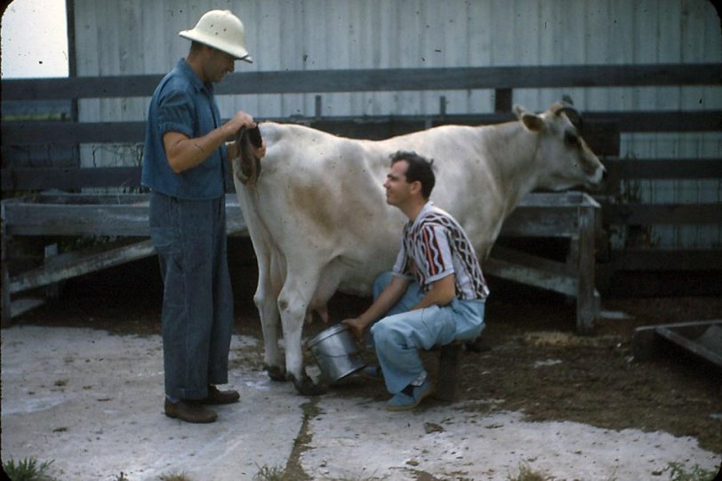 Two farm boys discussing the finer points of getting the pints out of Bossy. 35mm Kodachrome slide, c. 1949, near Blandinsville, Illinois. View full size.
